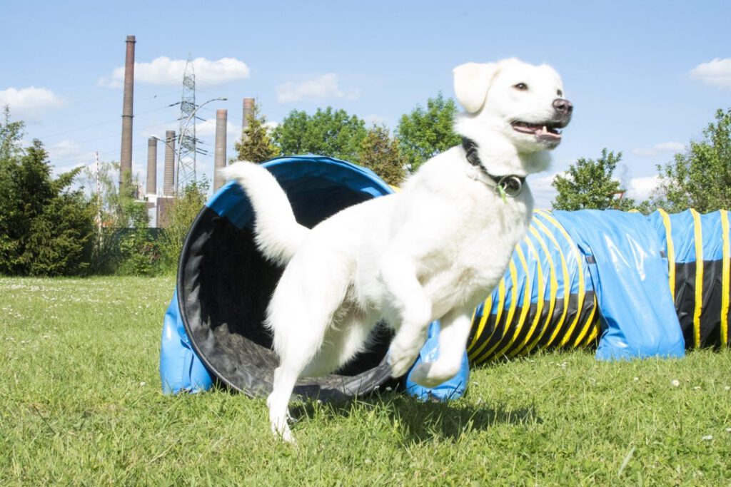 Agility 02 1024x683