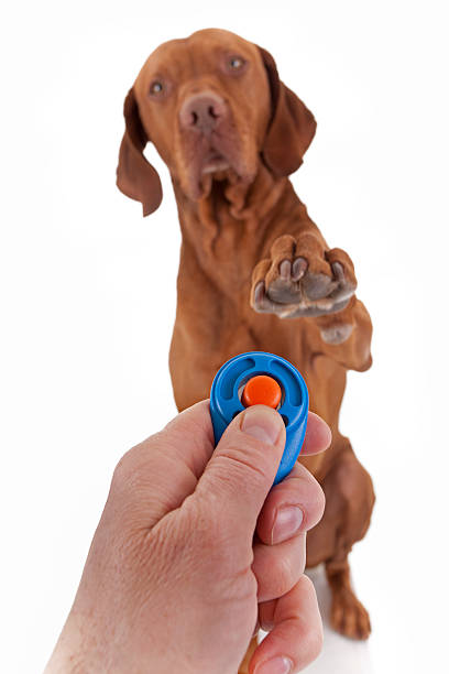 Clickertraining 01