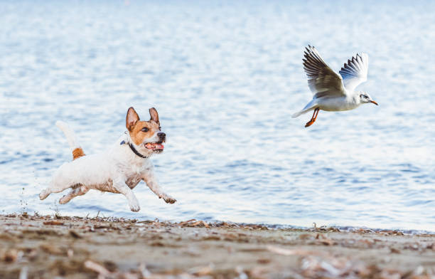 Jagende Hunde01