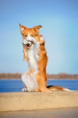 Depositphotos 11453625 Stock Photo Red Border Collie Dog In