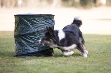 Depositphotos 128342848 Stock Photo Dog Border Collie Running In 1