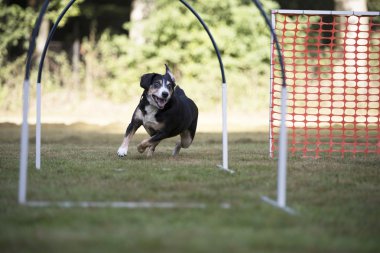 Depositphotos 128383736 Stock Photo Dog Appenzeller Mountain Dog Trainin