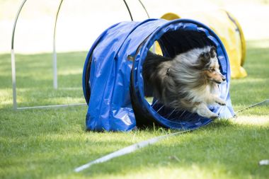 Depositphotos 156248126 Stock Photo Dog Shetland Sheepdog Running Through