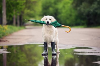 Depositphotos 320885126 Stock Photo Golden Retriever Dog Rain Boots