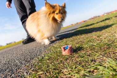 Depositphotos 357314568 Stock Photo Shetland Sheepdog Front Dog Bait 1