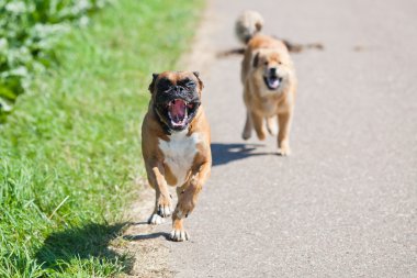 Depositphotos 55194305 Stock Photo Running Dogs