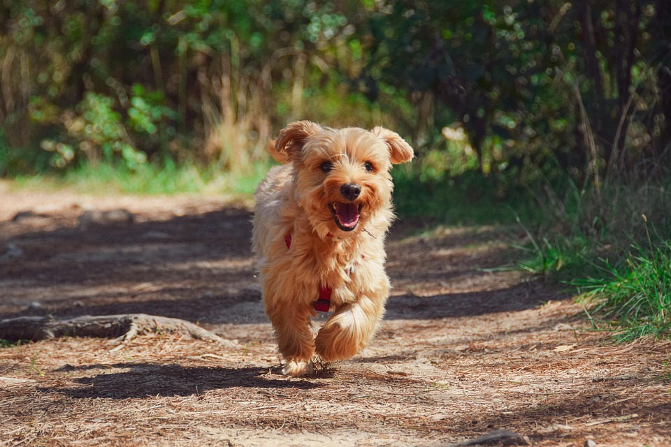 Puppy 4608266 960 720