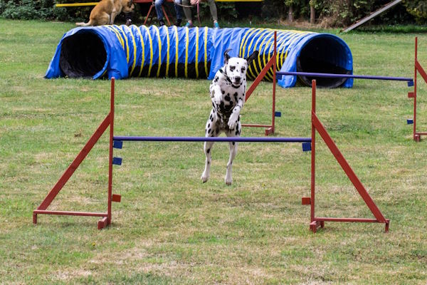 Agility 03 Kl