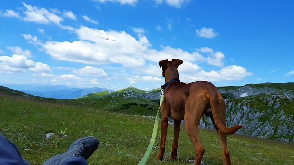 jagdhund 05