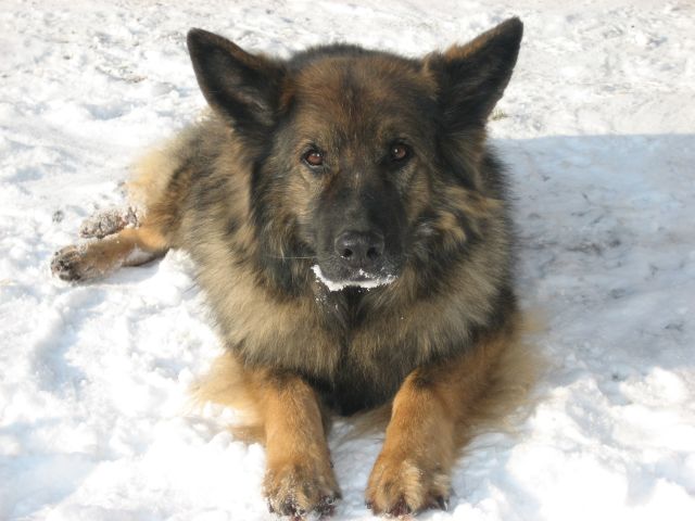 luca 1