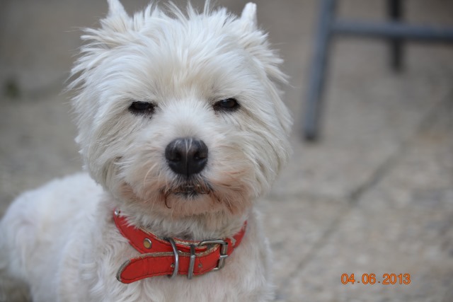 trixi