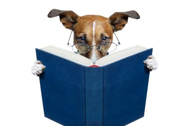 depositphotos 9202188 stock photo dog reading