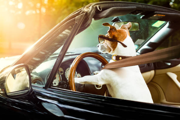 istockphoto 1031567764 612x612