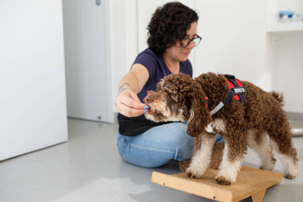therapy dog training bernesedoodle
